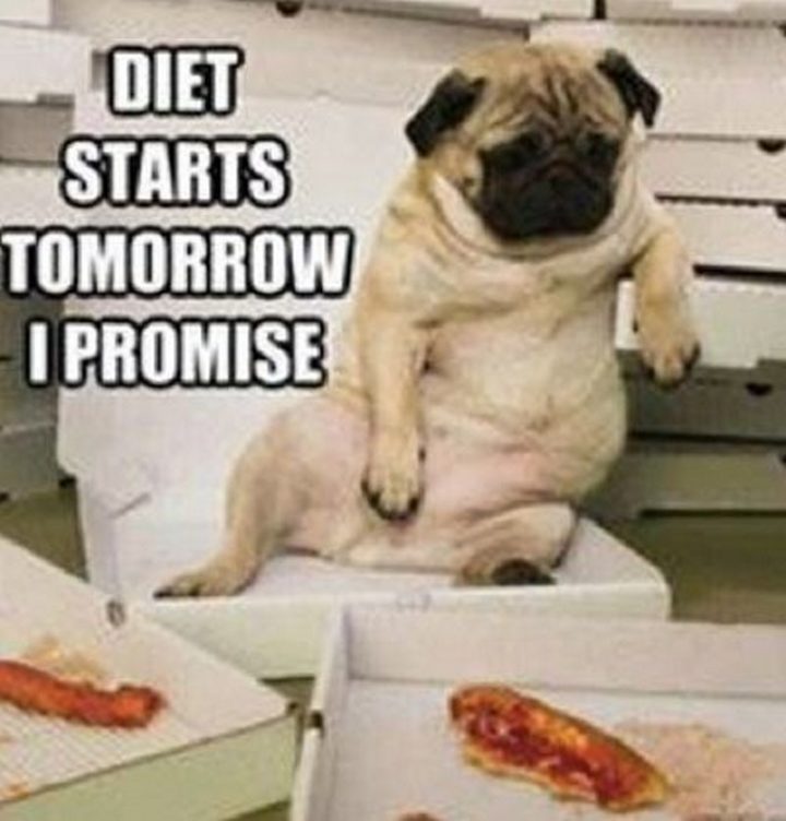 101 Cute Pug Memes - "Diet starts tomorrow, I promise."