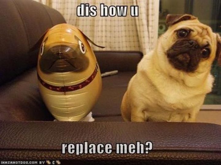 101 Cute Pug Memes - "Dis how u replace meh?"