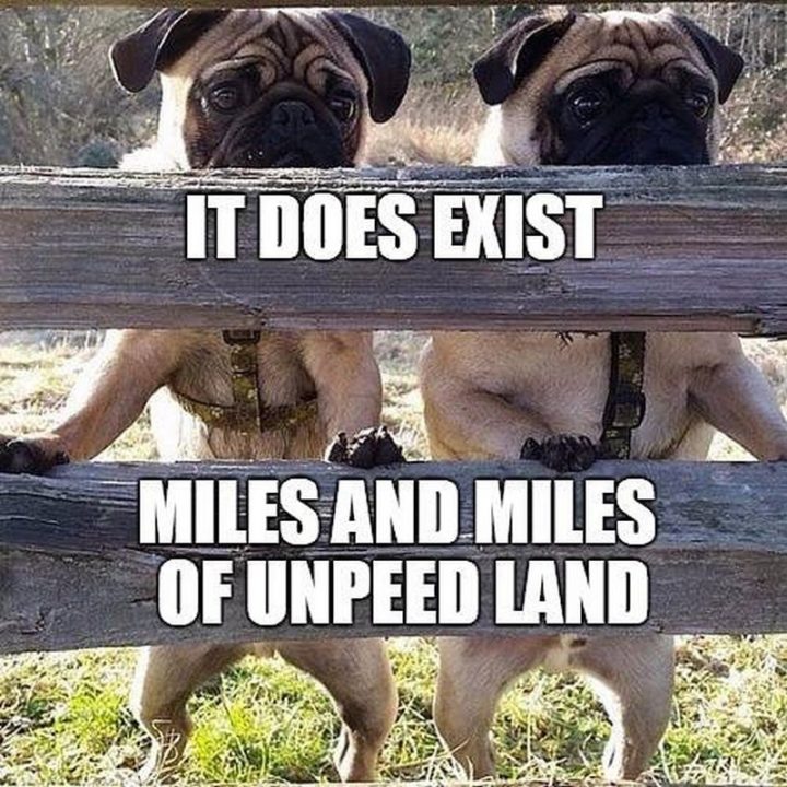 101 Cute Pug Memes - "It does exist. Miles and miles of unpeed land."