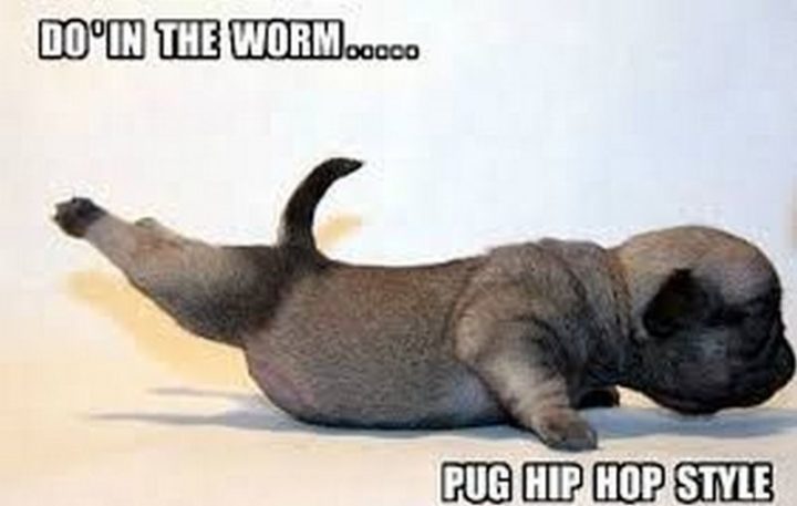 101 Cute Pug Memes - "Doin' the worm...Pug hip hop style."