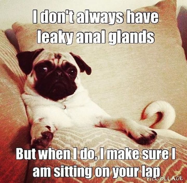 101 Lovable Pug Memes That Are Too Puggin' Cute