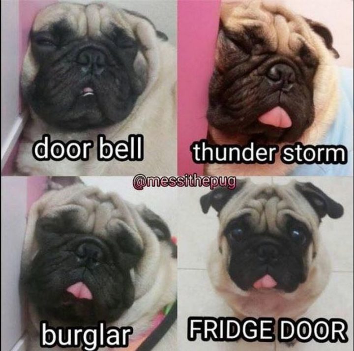 101 Cute Pug Memes - "Door bell. Thunder storm. Burglar. Fridge door."