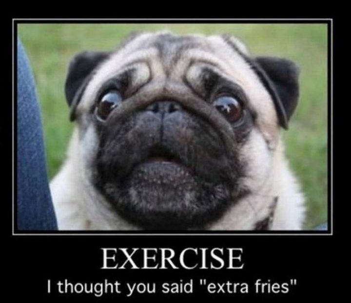 101 Cute Pug Memes - "Exercise. I thought you said 'extra fries'."