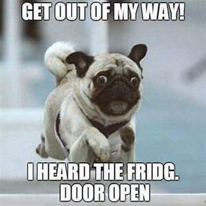 101 Cute Pug Memes - "Get out of my way! I heard the fridge door open."