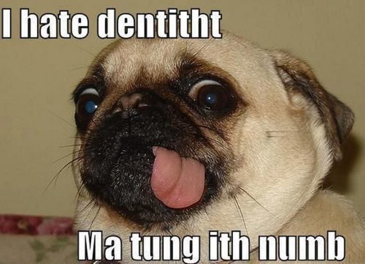 101 Cute Pug Memes - "I hate dentitht. Ma tung ith numb."