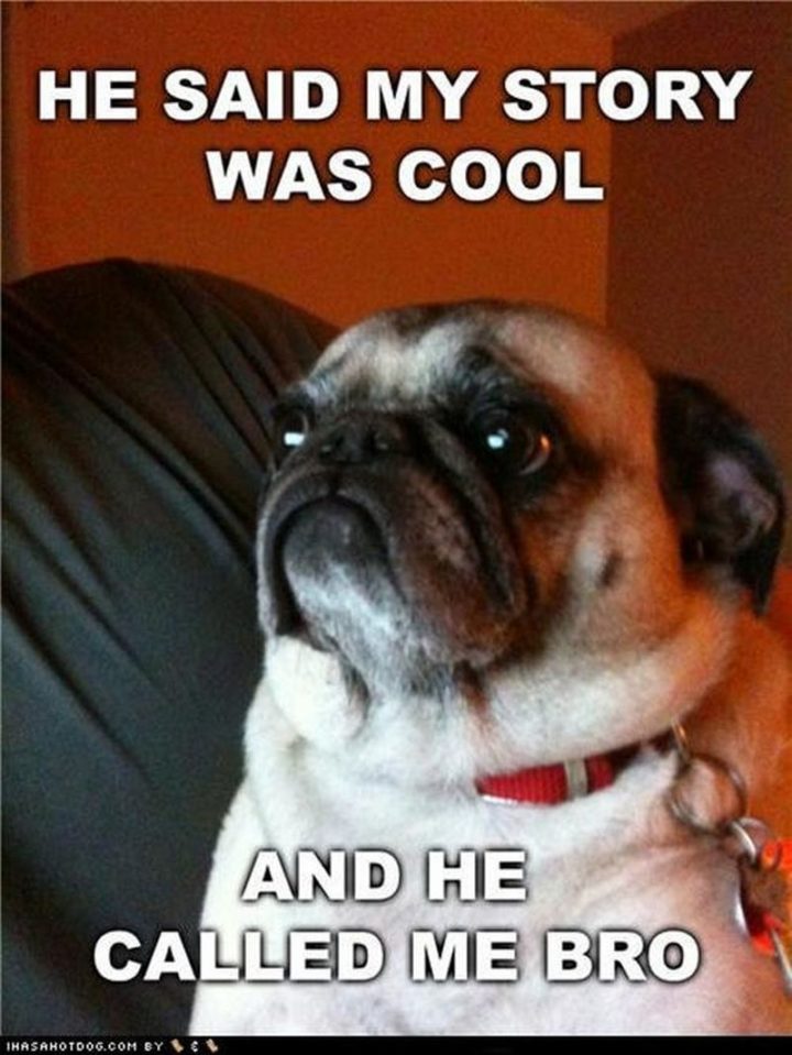 101 Cute Pug Memes - "He said my story was cool and he called me bro."