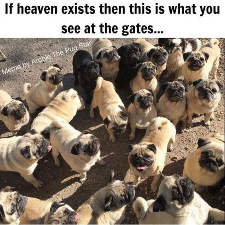 101 Cute Pug Memes - "If heaven exists then this is what you see at the gates."