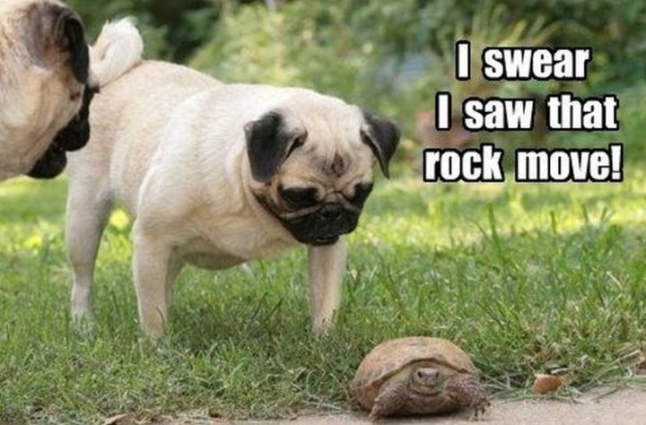 101 Lovable Pug Memes That Are Too Puggin' Cute