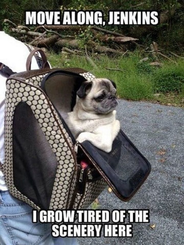 101 Lovable Pug Memes That Are Too Puggin' Cute