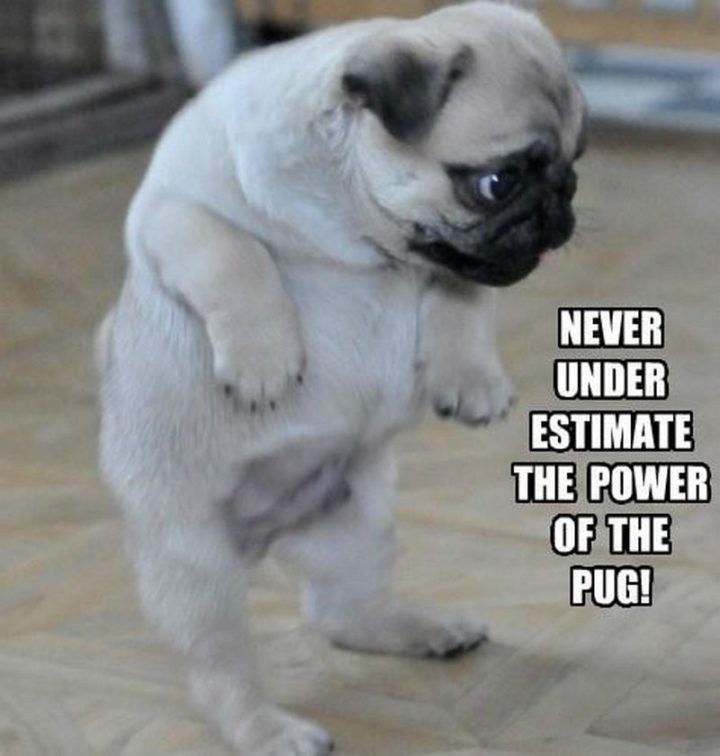 101 Lovable Pug Memes That Are Too Puggin' Cute