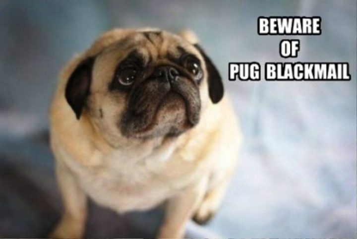 "Beware of pug blackmail."