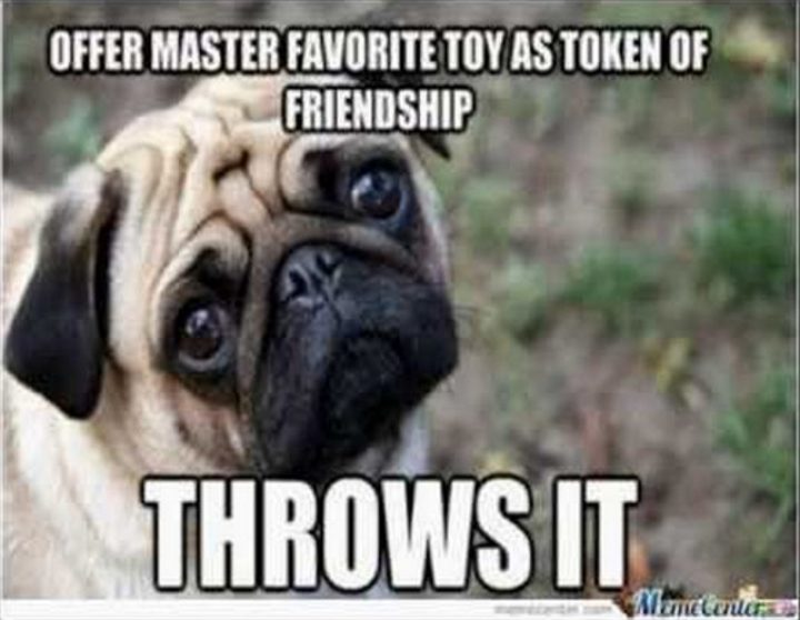 "Offer master favorite toy as token of friendship. Throws it."