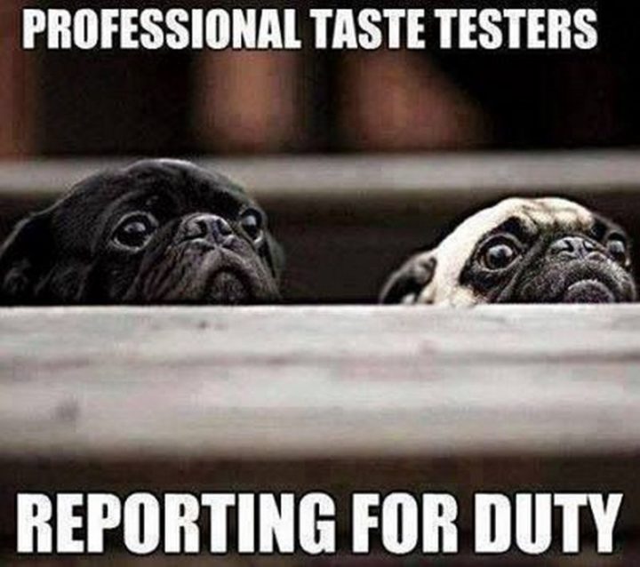 "Professional taste testers reporting for duty."