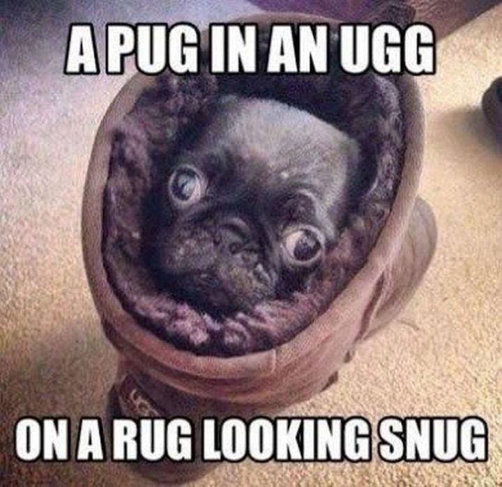 "A pug in an UGG on a rug looking snug."