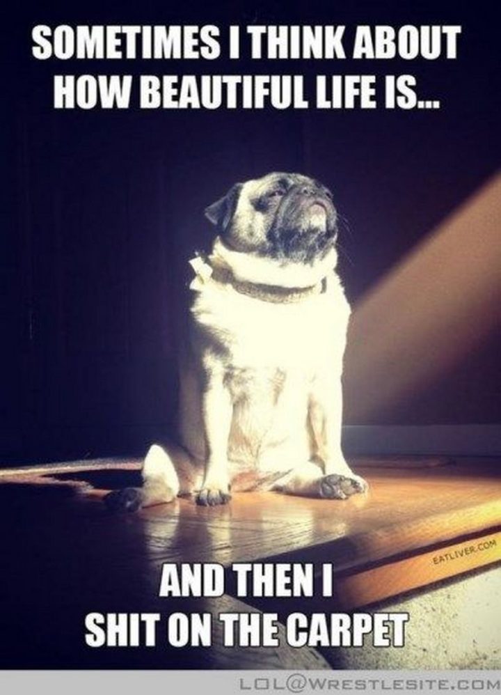 101 Lovable Pug Memes That Are Too Puggin' Cute