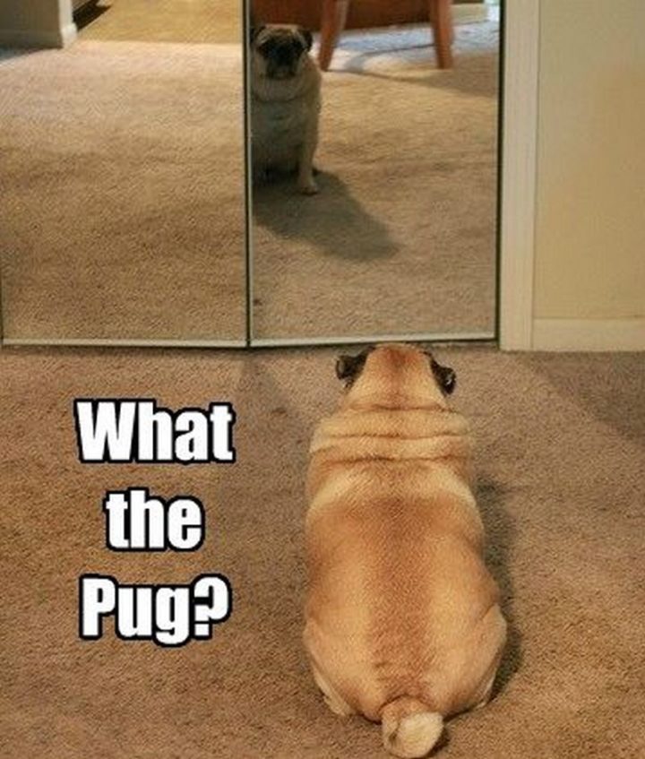 "What the pug?"