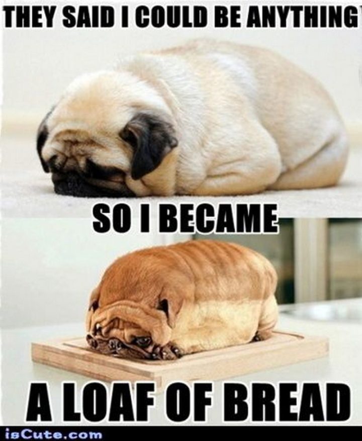 101 Lovable Pug Memes That Are Too Puggin' Cute