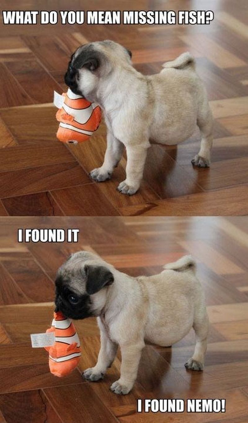 101 Lovable Pug Memes That Are Too Puggin' Cute