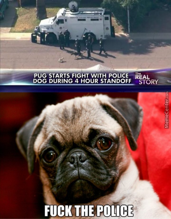 "Pug starts fight with police dog during 4 hour standoff. Screw the police."