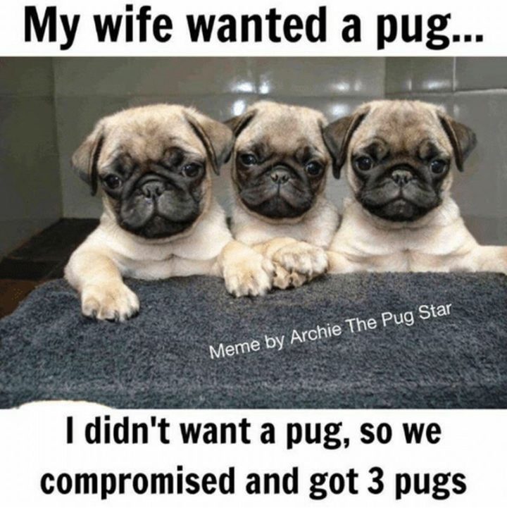 101 Lovable Pug Memes That Are Too Puggin' Cute