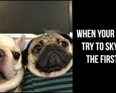 101 Lovable Pug Memes That Are Too Puggin’ Cute