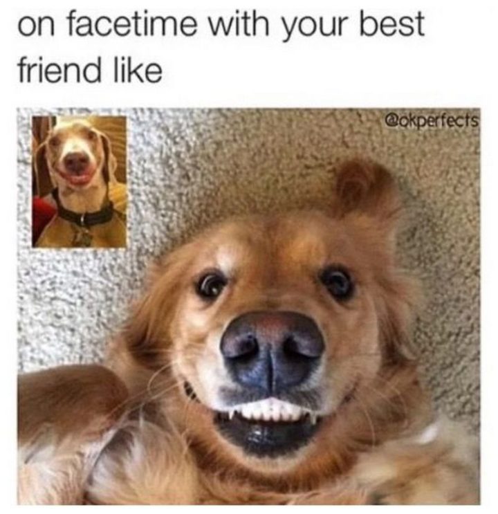 65 Funny Friend Memes - "On facetime with your best friend like."