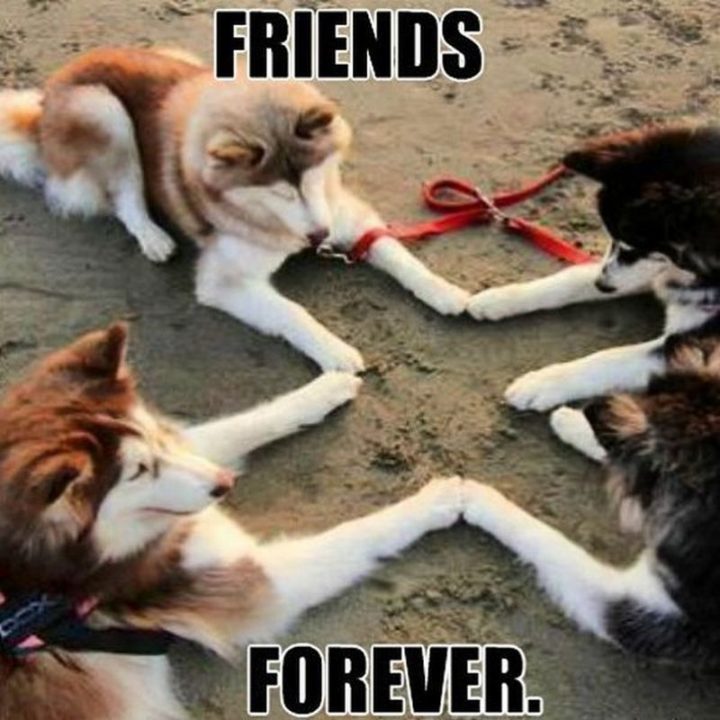 65 Funny Friend Memes - "Friends forever."
