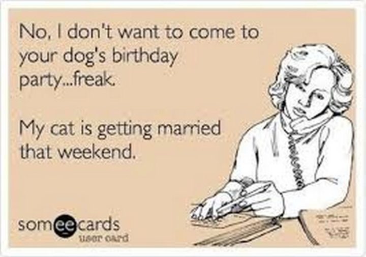 "No, I don't want to come to your dog's birthday party...freak. My cat is getting married that weekend."