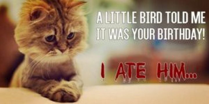 101 Funny Cat Birthday Memes - "A little bird told me it was your birthday! I ate him..."