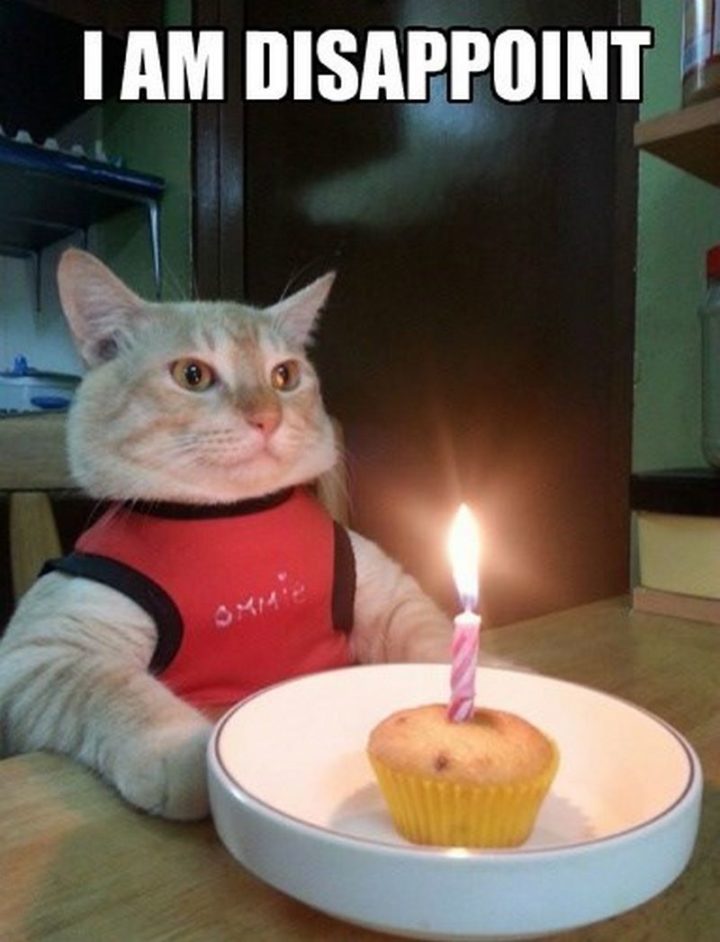 101 Funny Cat Birthday Memes - "I am disappoint."