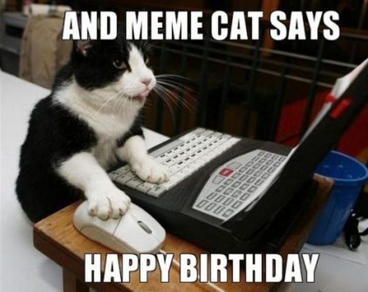 101 Funny Cat Birthday Memes - "And meme cat says happy birthday."