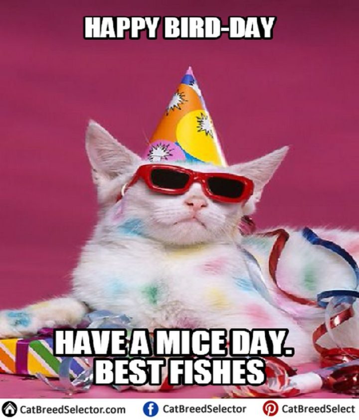 101 Funny Cat Birthday Memes - "Happy Bird-day. Have a mice day. Best fishes."