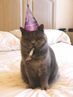 101 Funny Cat Birthday Memes - "Happy birthday."