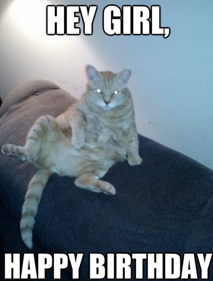 101 Funny Cat Birthday Memes - "Hey, girl, happy birthday."