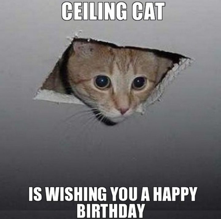 101 Funny Cat Birthday Memes - "Ceiling cat is wishing you a happy birthday."