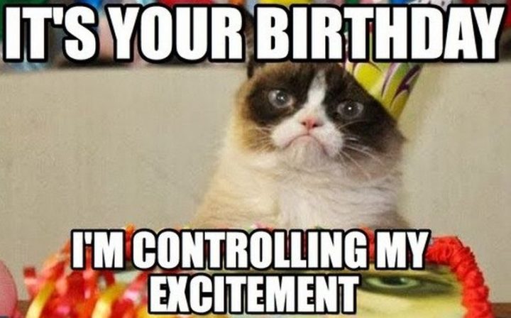 101 Funny Cat Birthday Memes - "It's your birthday. I'm controlling my excitement."