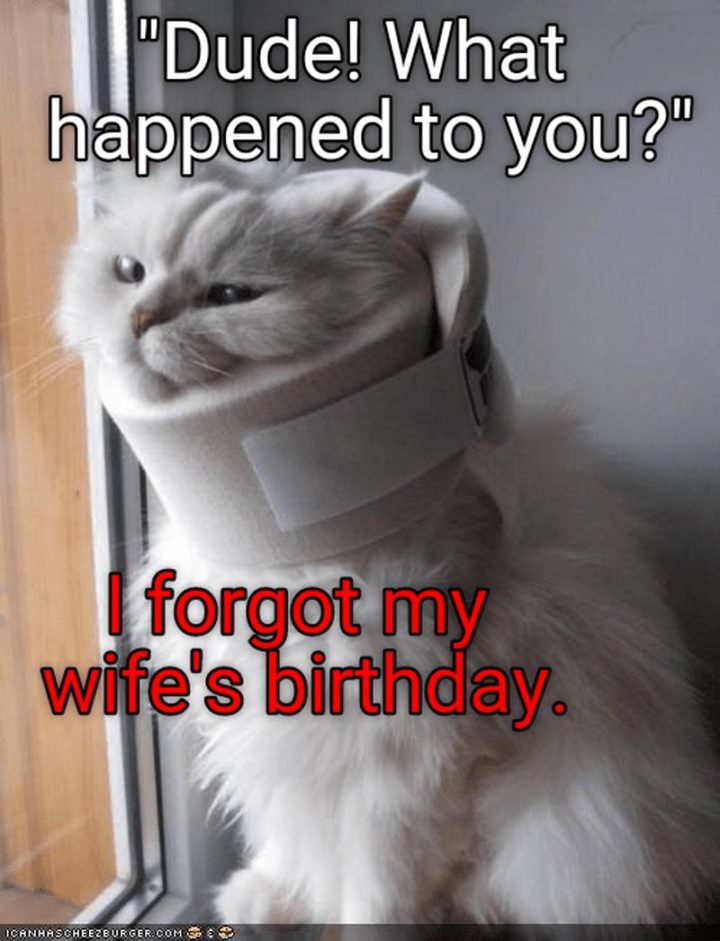 101 Funny Cat Birthday Memes - "'Dude, what happened to you' I forgot my wife's birthday."