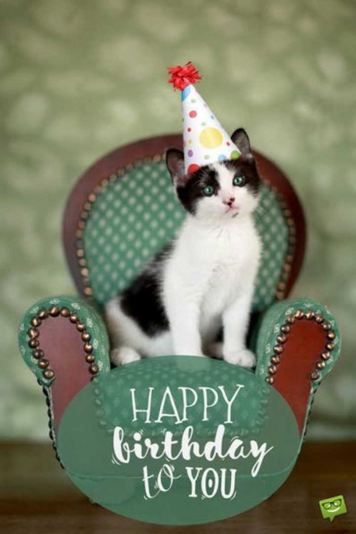 101 Funny Cat Birthday Memes - "Happy birthday to you."