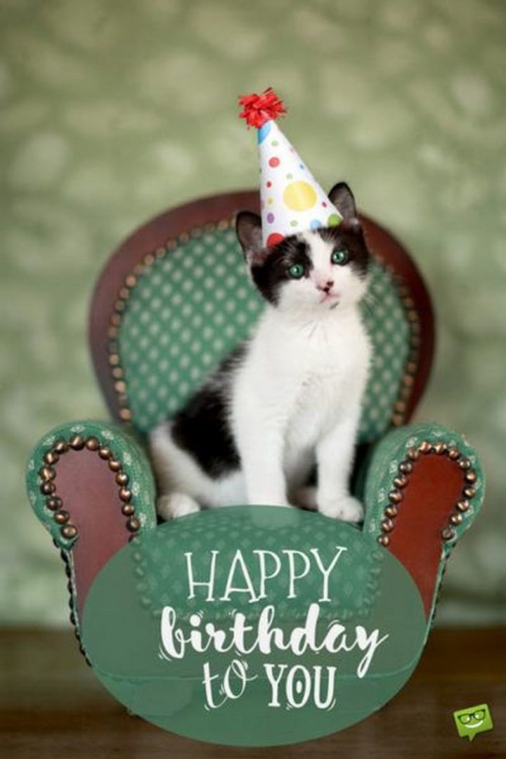 Funny Cat Birthday Meme