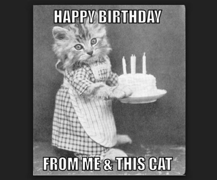 101 Funny Cat Birthday Memes - "Happy birthday from me and this cat."