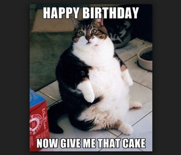 101 Funny Cat Birthday Memes - "Happy birthday. Now give me that cake."