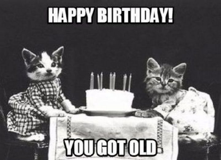 101 Funny Cat Birthday Memes - "Happy birthday! You got old."