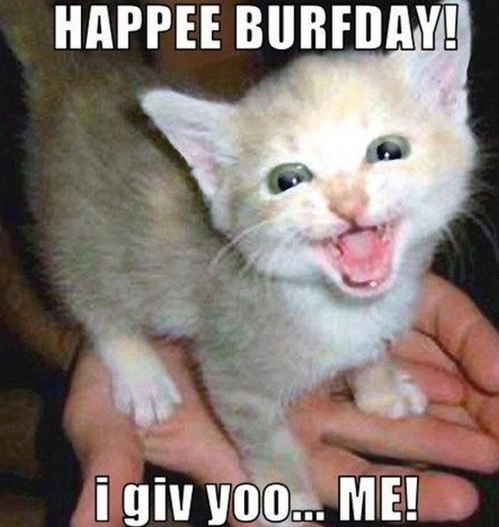 101 Funny Cat Birthday Memes - "HAPPEE BURFDAY! I giv you...ME!"