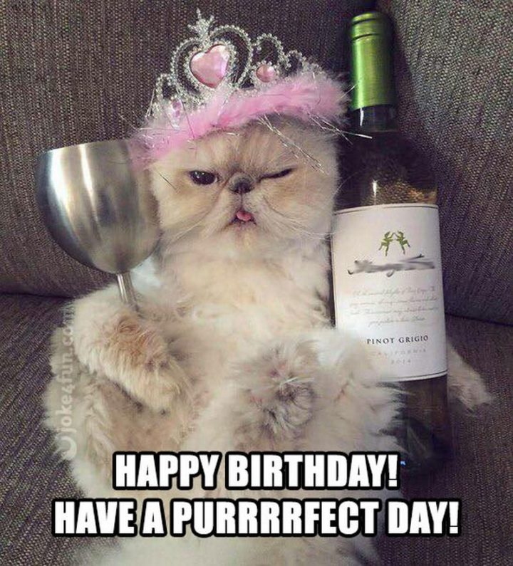 101 Funny Cat Birthday Memes - "Happy birthday! Have a purrfect day!"