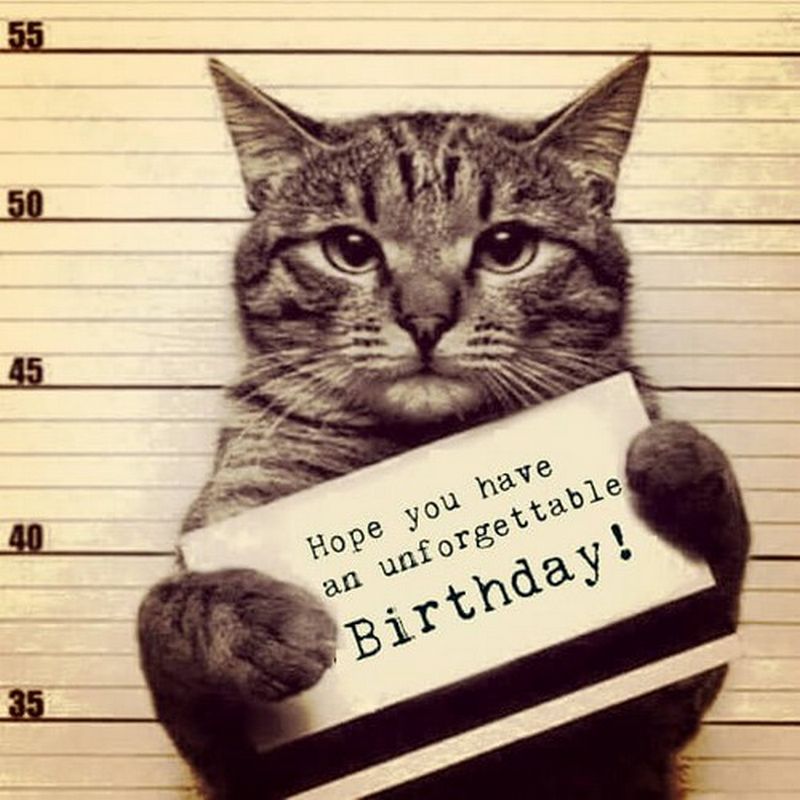 Happy Birthday Cat Images Funny - Printable Template Calendar