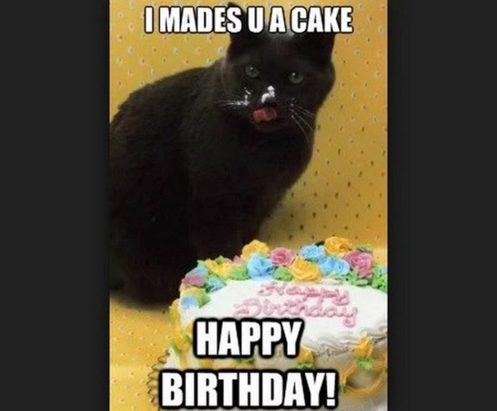 101 Funny Cat Birthday Memes - "I mades u a cake. Happy birthday!"