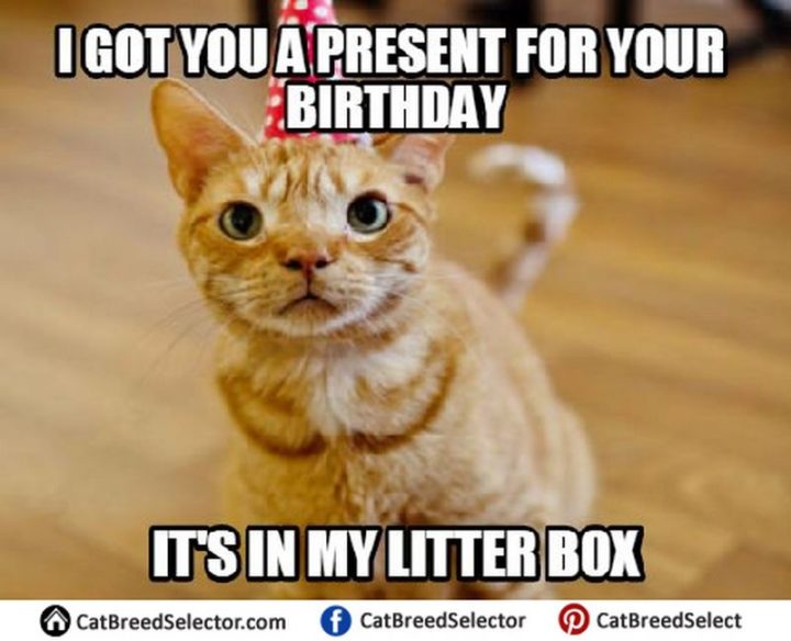 101 Funny Cat Birthday Memes - "I got you a present for your birthday. It's in my litter box."