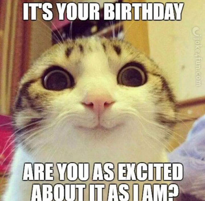 101 Funny Cat Birthday Memes - "It's your birthday. Are you as excited about it as I am?"
