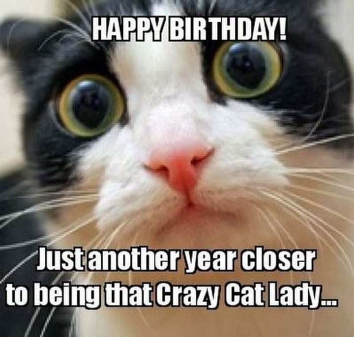 101 Funny Cat Birthday Memes - "Happy birthday! Just another year closer to being that Crazy Cat Lady..."