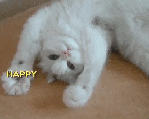 101 Funny Cat Birthday Memes - "Happy birthday!"